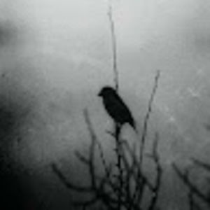 Meet your Posher, Abbey